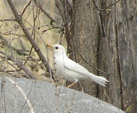 white robin