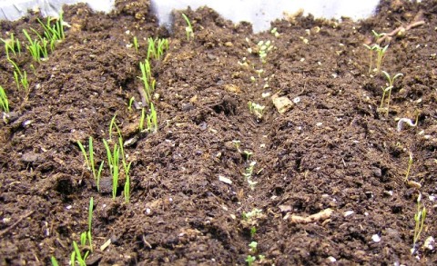 seed starting sprouts